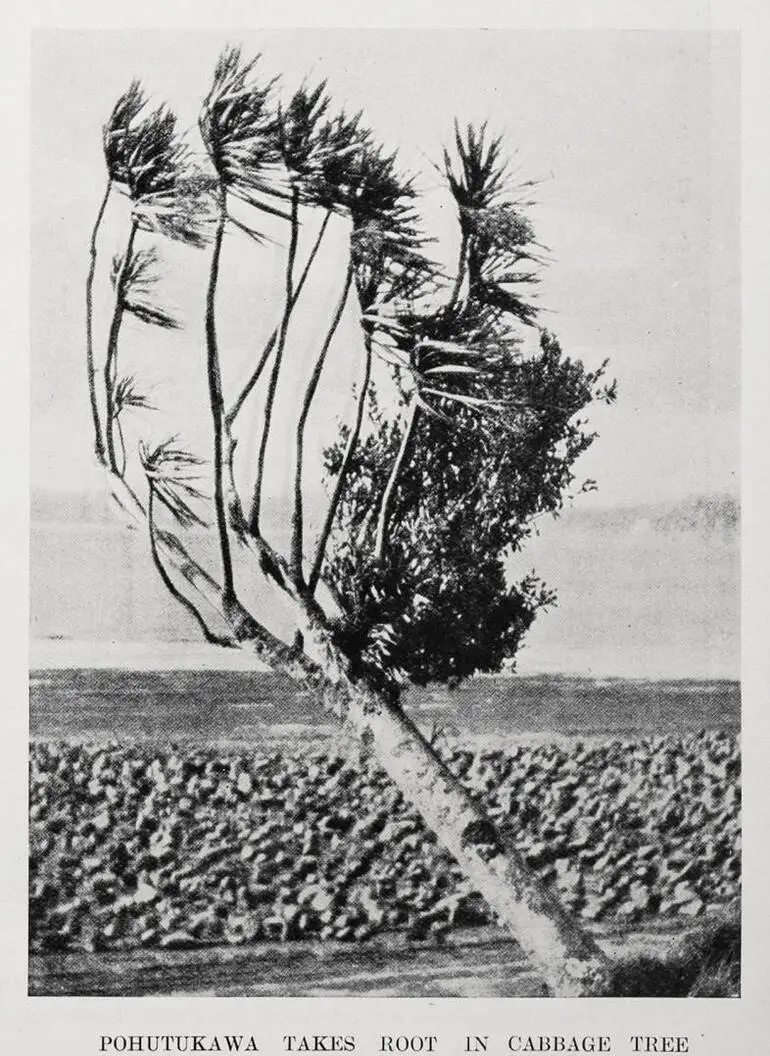 Image: Pohutukawa takes root in cabbage tree