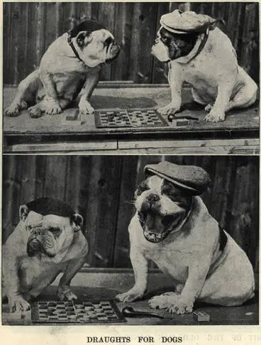 Image: Draughts for dogs