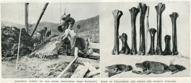 Image: Plentiful supply of moa bones discovered near Wanganui: work of unearthing the relics for museum purposes