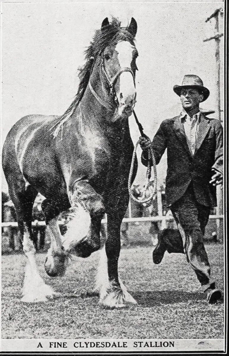 Image: A fine Clydesdale stallion