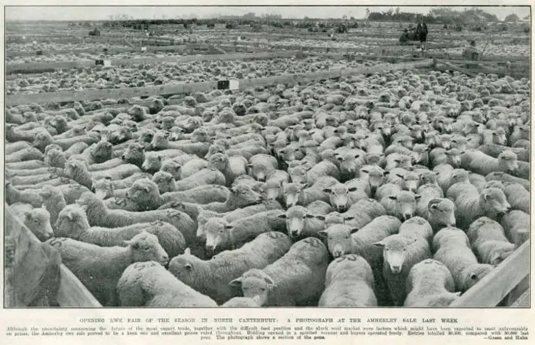 Image: Opening ewe fair of the season in North Canterbury: a photograph at the Amberley sale last week