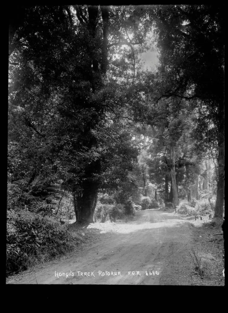 Image: Hongi's Track, Rotorua