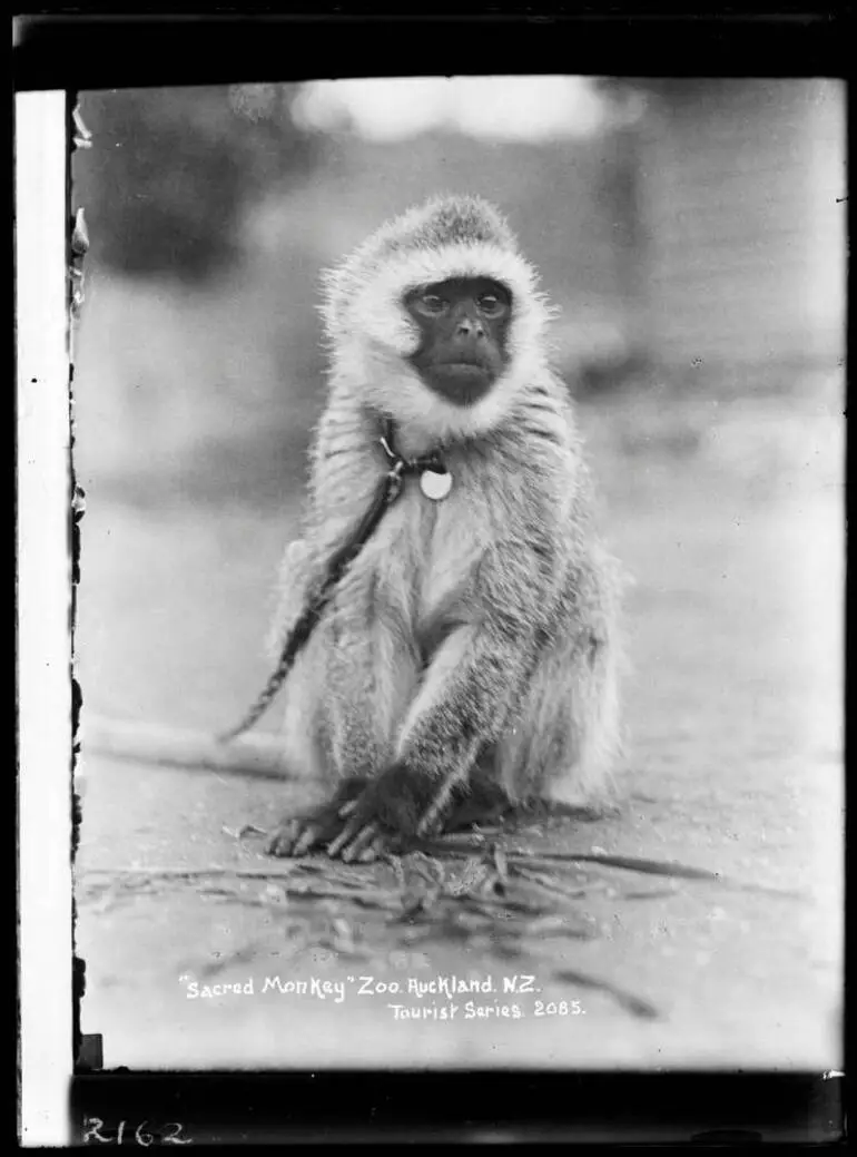 Image: Sacred Monkey, Auckland Zoo, Western Springs