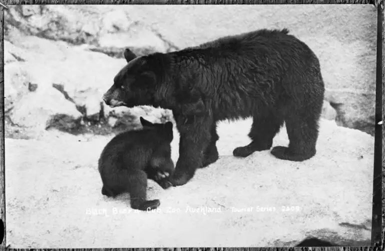 Image: Black Bear and cub, Auckland Zoo, Western Springs