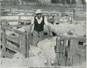 Image: Shearing-time on some well-known sheep stations in the Wairarapa district