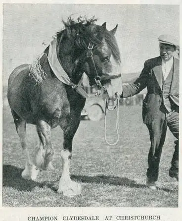 Image: Champion Clydesdale at Christchurch