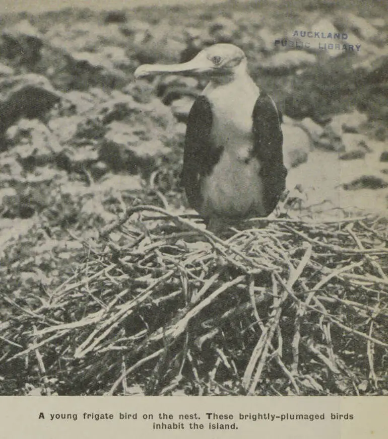 Image: A young frigate bird on the nest. These brightly-plumaged birds inhabit the island