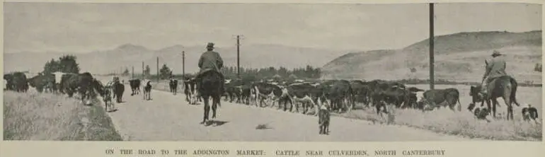 Image: On the road to the Addington market: cattle near Culverden, north Canterbury