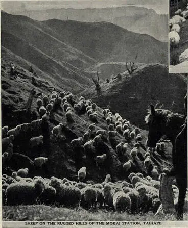 Image: Sheep on the rugged hills of the Mokai Station, Taihape