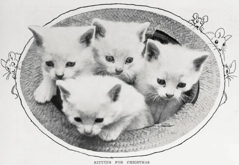 Image: Kittens for Christmas