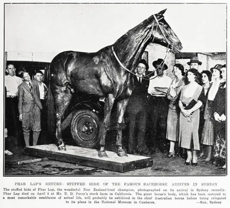 Image: Phar Lap's return: stuffed hide of the famous racehorse arrives in Sydney