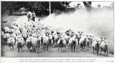 Image: Along the dusty highway: sheep-droving in the Waikato District, North Island of New Zealand