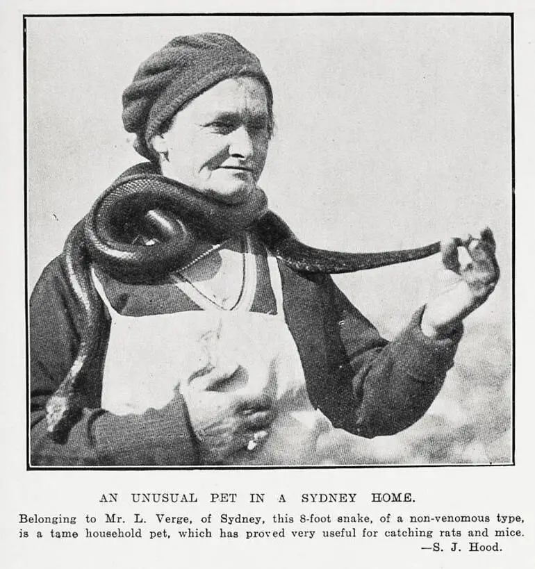 Image: An unusual pet in a Sydney home