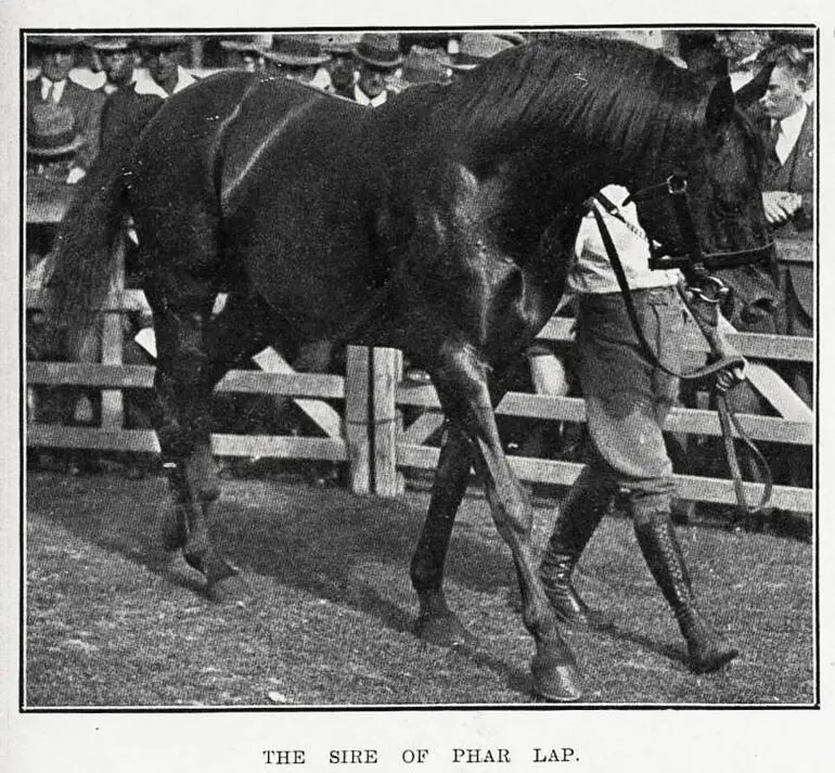 Image: The sire of Phar Lap