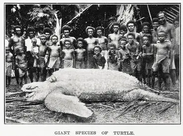 Image: Giant species of turtle