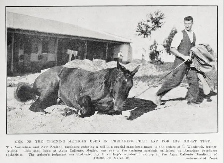 Image: One of the training methods used in preparing Phar Lap for his great test