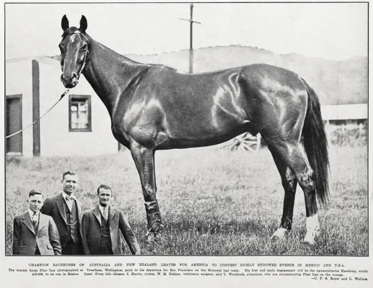 Image: Champion racehorse of Australia and New Zealand leaves for America to contest in Mexico and U.S.A.