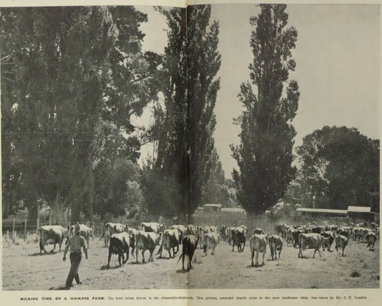 Image: Milking time on a Waikato farm: the herd being driven to the pleasantly-situated sheds