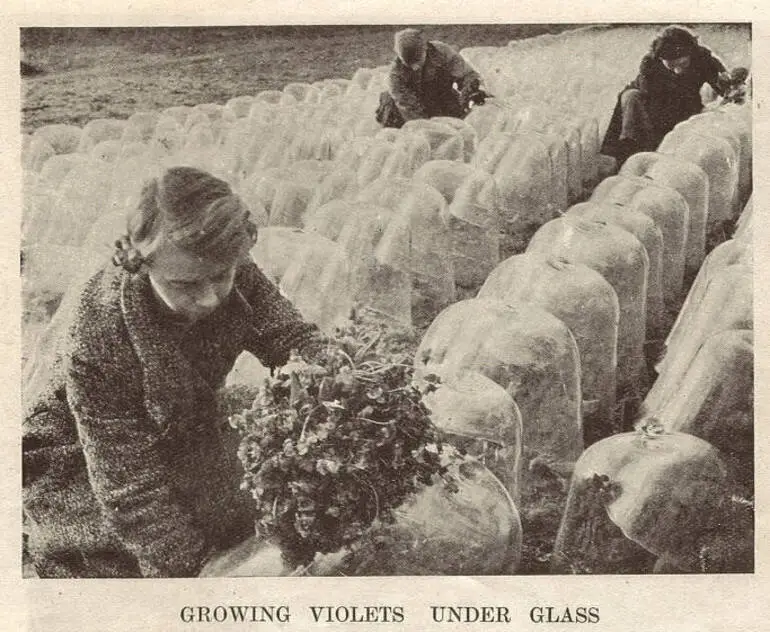 Image: Girls picking violets grown under cloches in Sussex