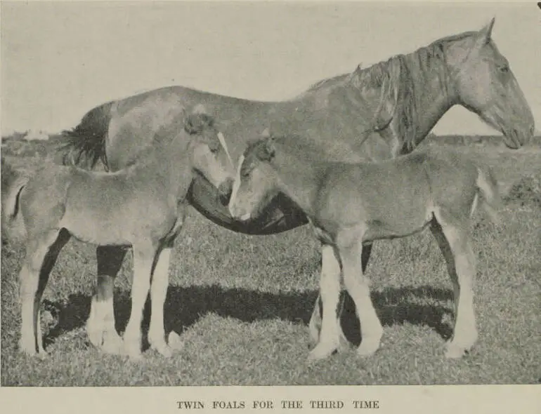 Image: A mare with her twin foals at Levels, South Canterbury