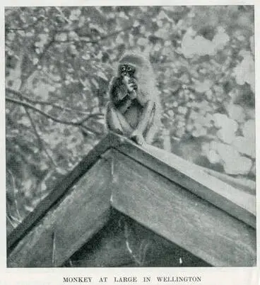 Image: Monkey at large in Wellington