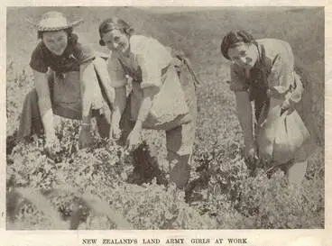 Image: New Zealand's Land Army girls at work