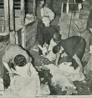 Image: Hand shearers at work