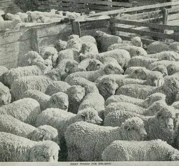 Image: Sheep penned for shearing