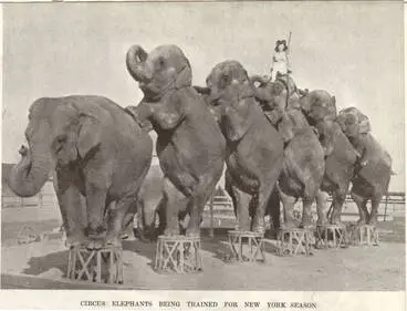 Image: Circus elephants being trained for New York season