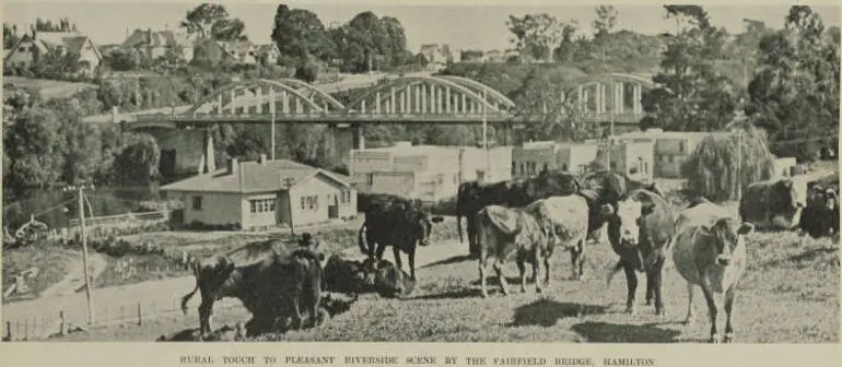 Image: Rural touch to pleasant riverside scene by the Fairfield Bridge, Hamilton