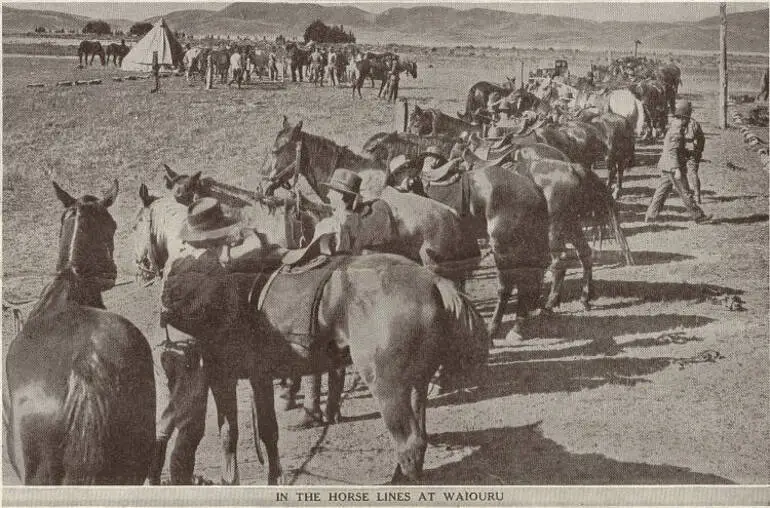 Image: In the horse lines at Waiouru