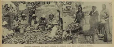 Image: Christmas delicacies for Māori soldiers in England: pipis being prepared at Rotorua