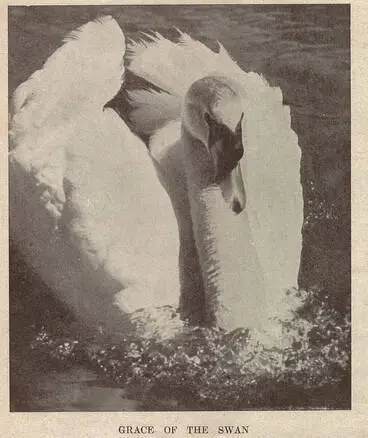 Image: Grace of the swan