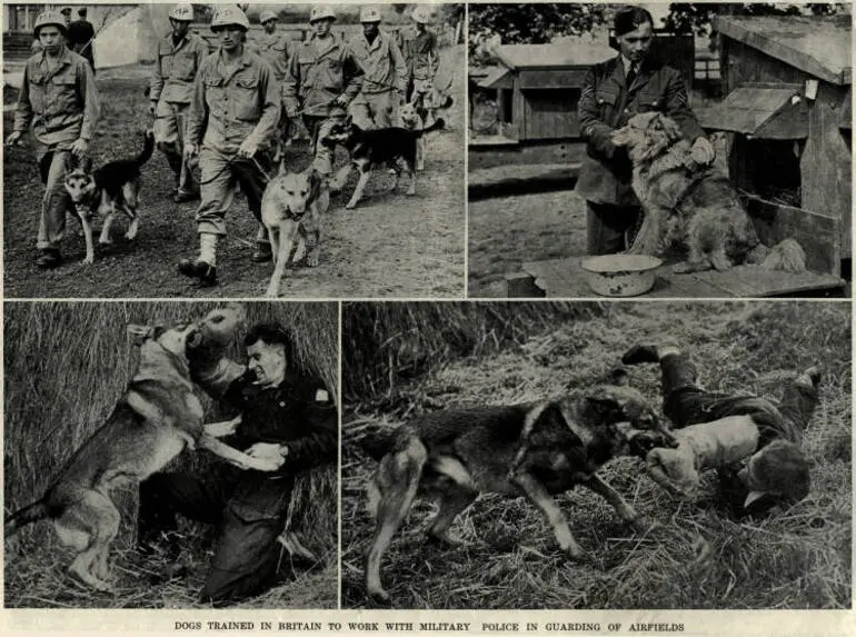 Image: Dogs trained in Britain to work with Military Police in guarding of airfields