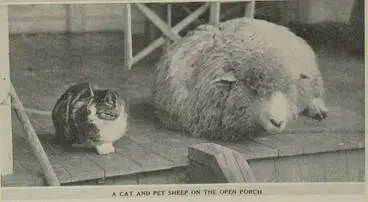 Image: A cat and pet sheep on the open porch at the Hangaroa homestead