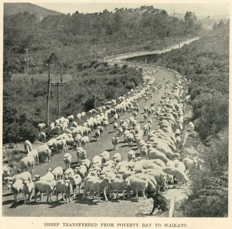 Image: Sheep transferred from Poverty Bay to Waikato