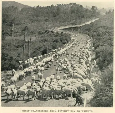 Image: Sheep transferred from Poverty Bay to Waikato