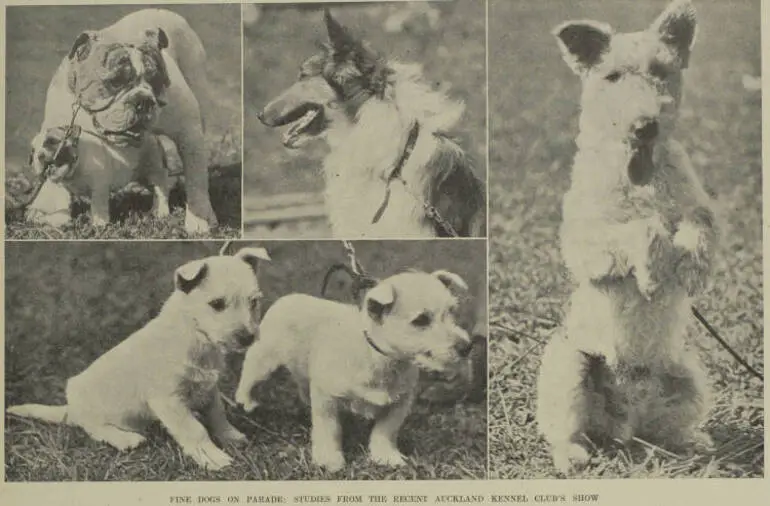 Image: Fine dogs on parade: studies from the recent Auckland Kennel Club's show