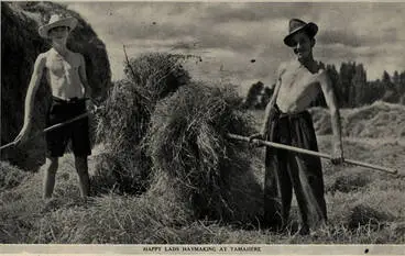 Image: Happy lads haymaking at Tamahere