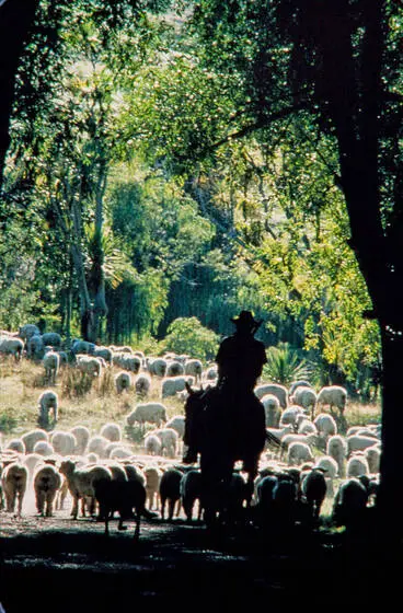 Image: Mustering sheep, Lake Tūtira, Hawkes Bay