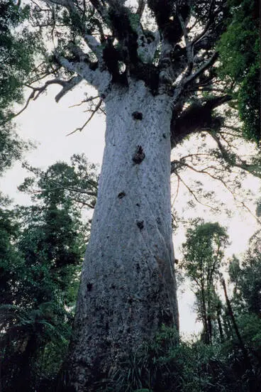 Image: Tane Mahuta, Waipoua Forest