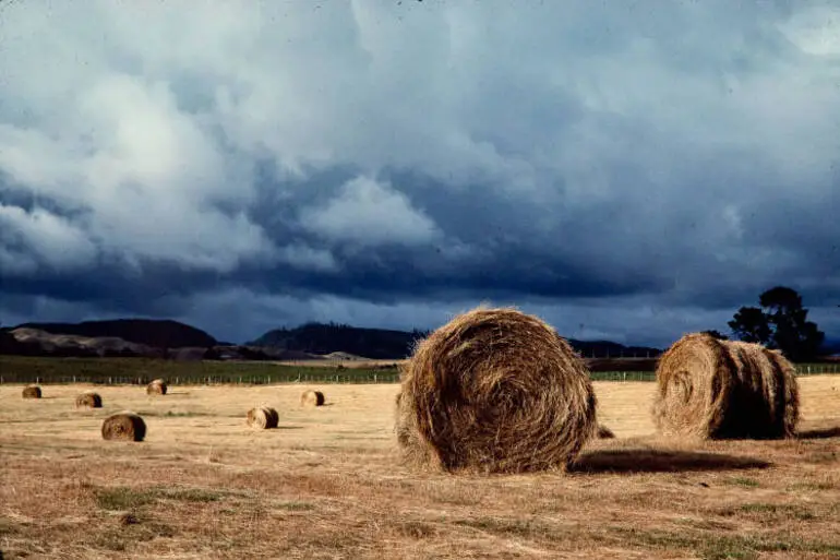 Image: Hay making, Rotorua