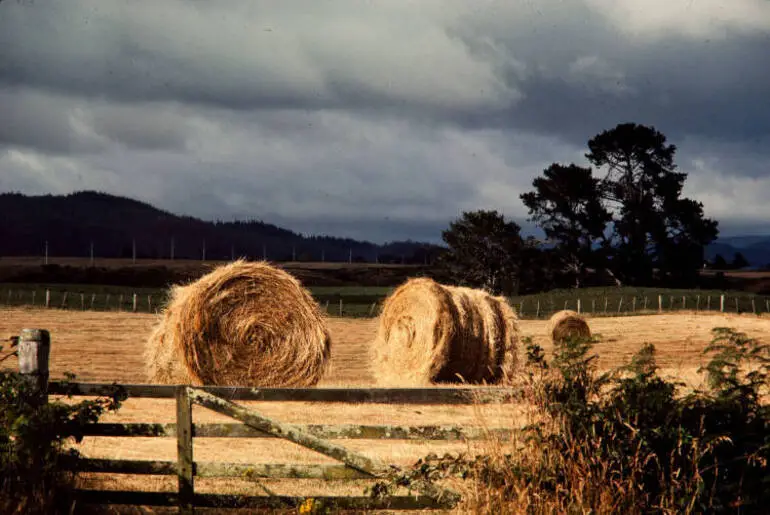 Image: Hay making, Rotorua