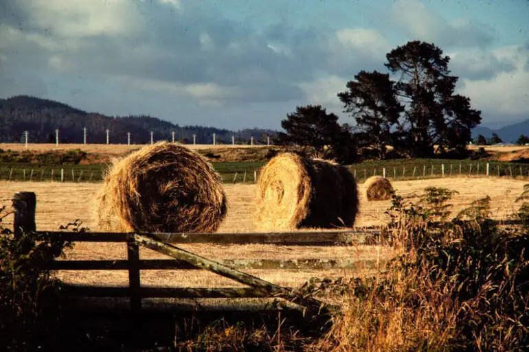 Image: Hay making, Rotorua