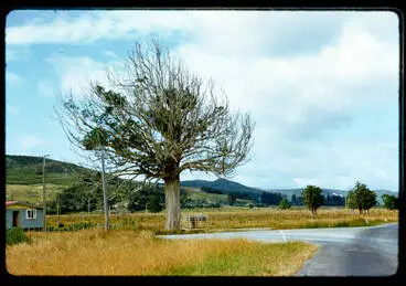 Tapu puriri Image: Tapu puriri