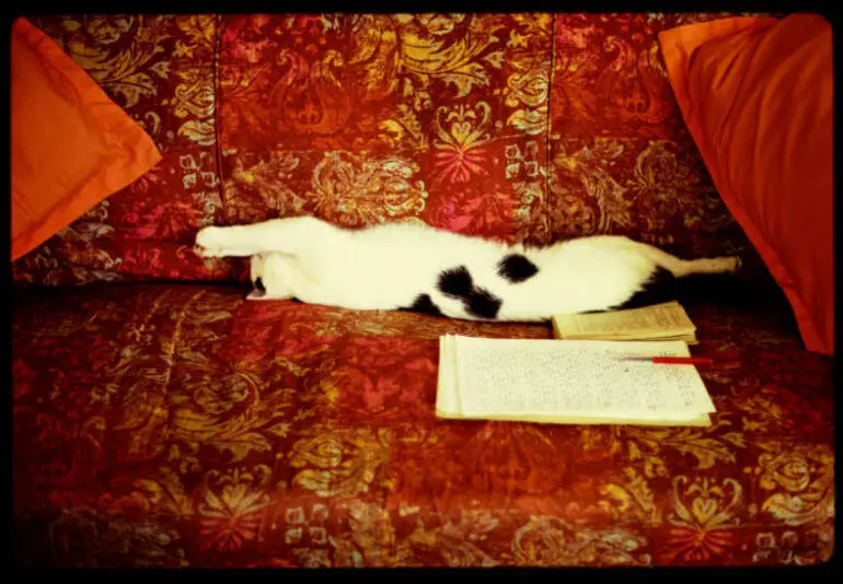 Image: Pebbles the cat, 1972