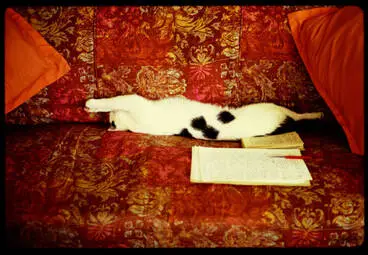 Image: Pebbles the cat, 1972