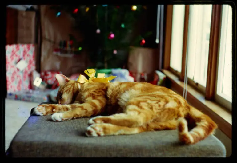Image: Honey asleep, 1964