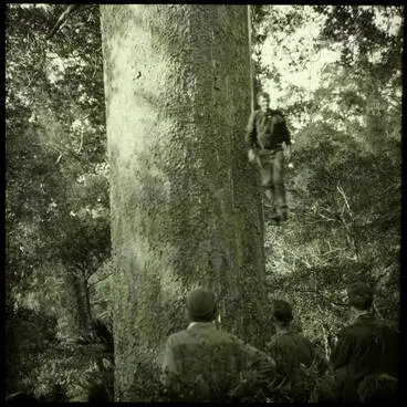 Image: Climbing for kauri gum, Waitākere Ranges