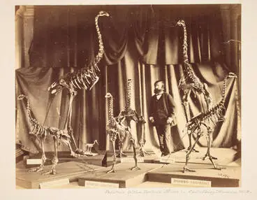 Image: Moa skeletons in the Canterbury Museum, 1867